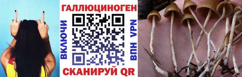 купить  цена  Фролово  Псилоцибиновые грибы мицелий 